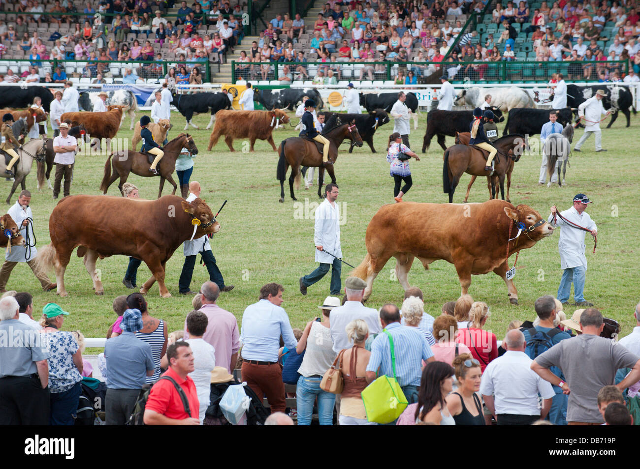 Llanelwedd (Nr. Builth Wells), Wales, UK. 24th July 2013. Prize Winning Stock Parade in The Main Ring of The Royak Welsh Showground. Credit: Graham M. Lawrence/Alamy Live News. Stock Photo