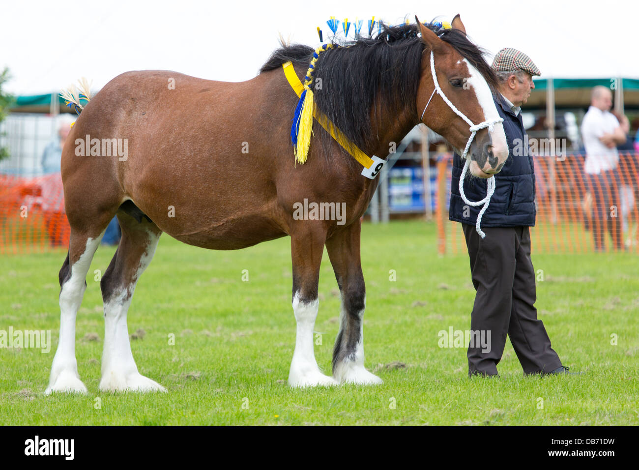 Horses being judged at the Bury & District Agricultural show in the ring Stock Photo