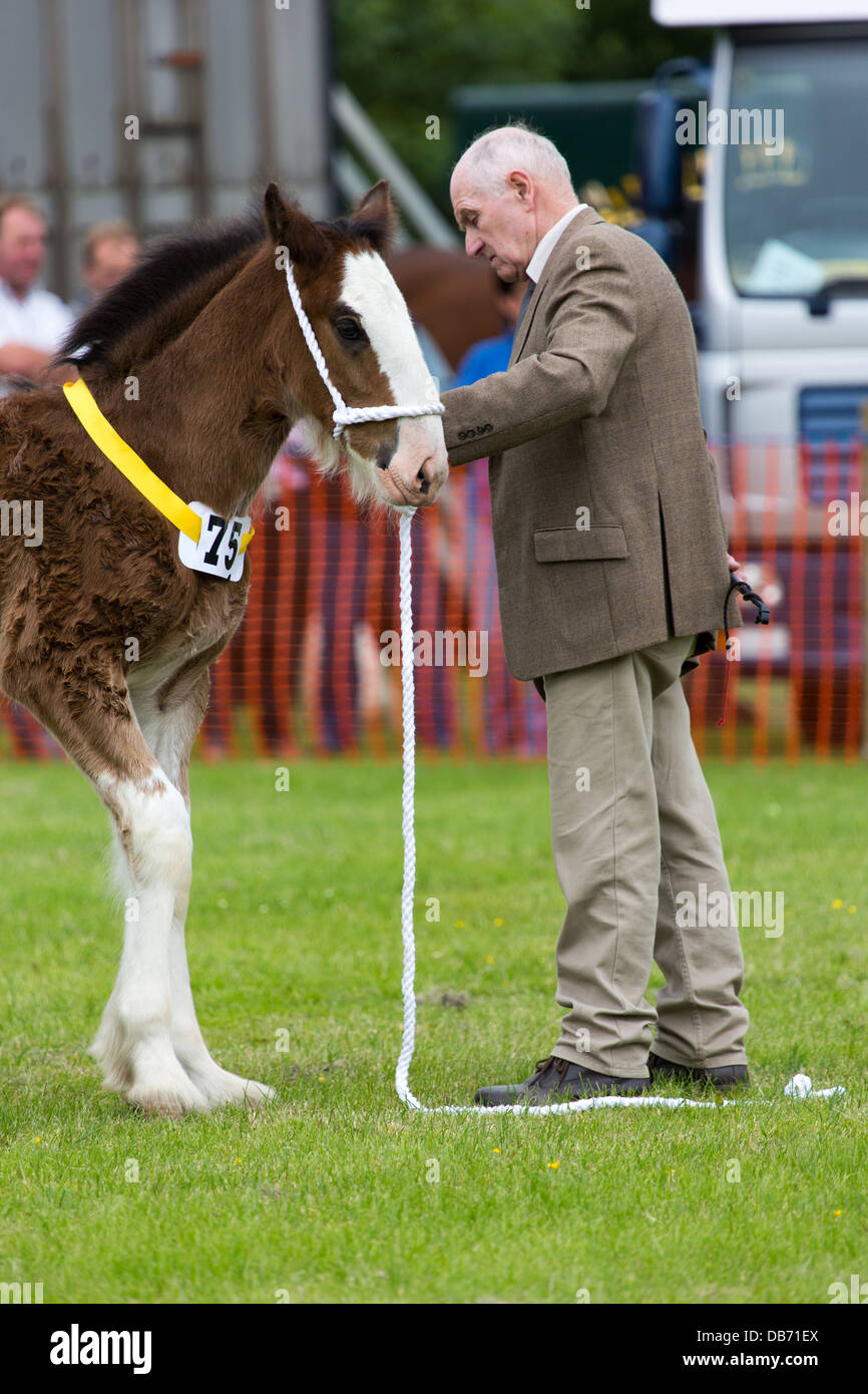 Horses being judged at the Bury & District Agricultural show in the ring Stock Photo