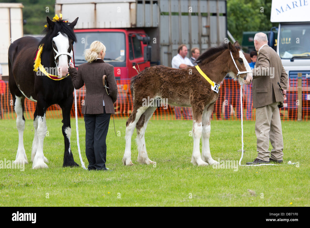 Horses being judged at the Bury & District Agricultural show in the ring Stock Photo