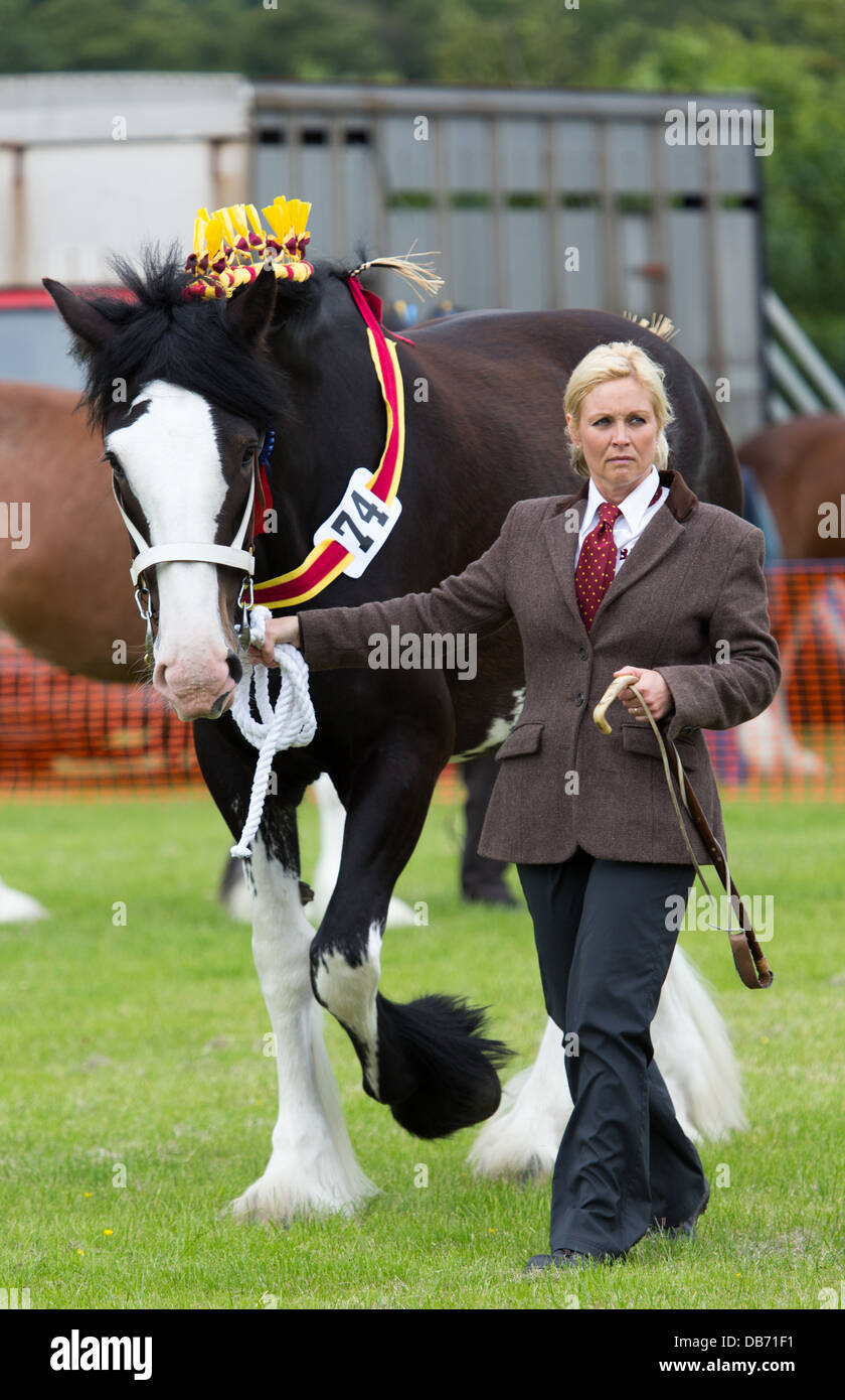 Horses being judged at the Bury & District Agricultural show in the ring Stock Photo