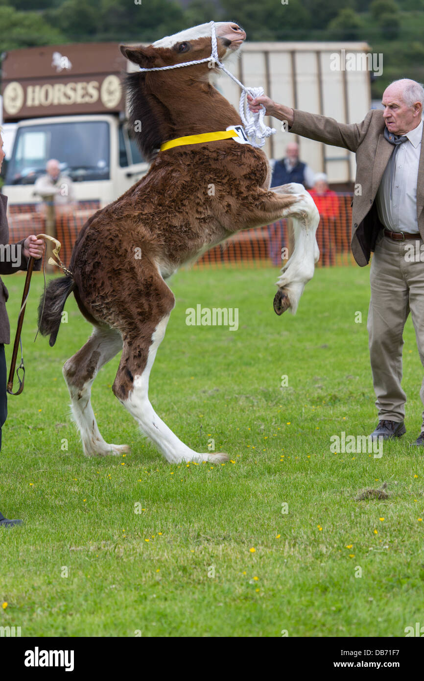 Horses being judged at the Bury & District Agricultural show in the ring Stock Photo