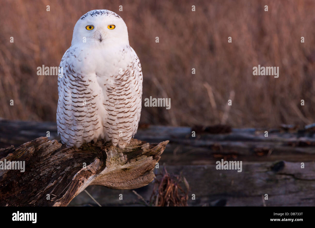 Snowy owl, George C. Reifel Migratory Bird Sanctuary, British Columbia, Canada. Stock Photo