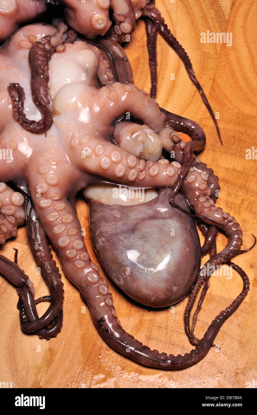 Octopus Stock Photo