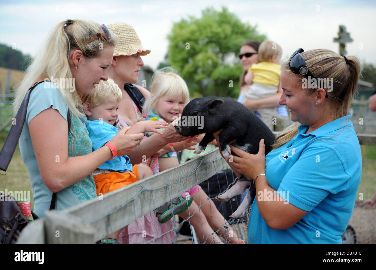 Families visiting Spring Barn Farm in Lewes with miniature Vietnamese pot bellied pigs UK Stock Photo