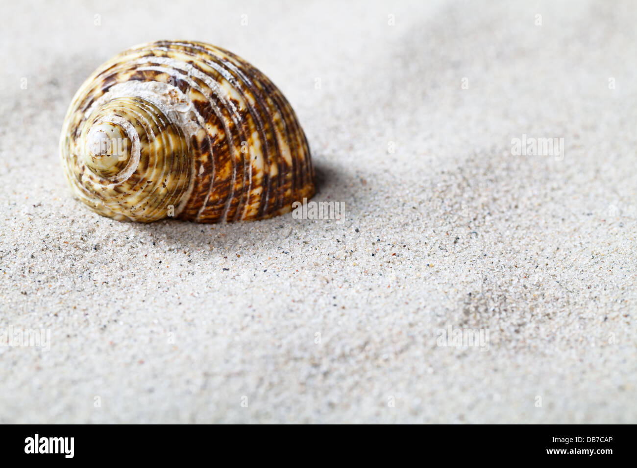 Seashell on sand background. Beach concept with copy space. Macro shot Stock Photo