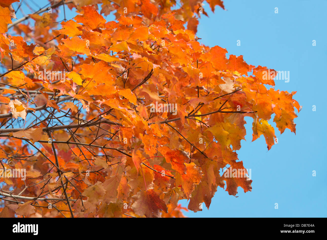 Canada, Quebec, Quebec City. Colorful orange fall maple tree leaves