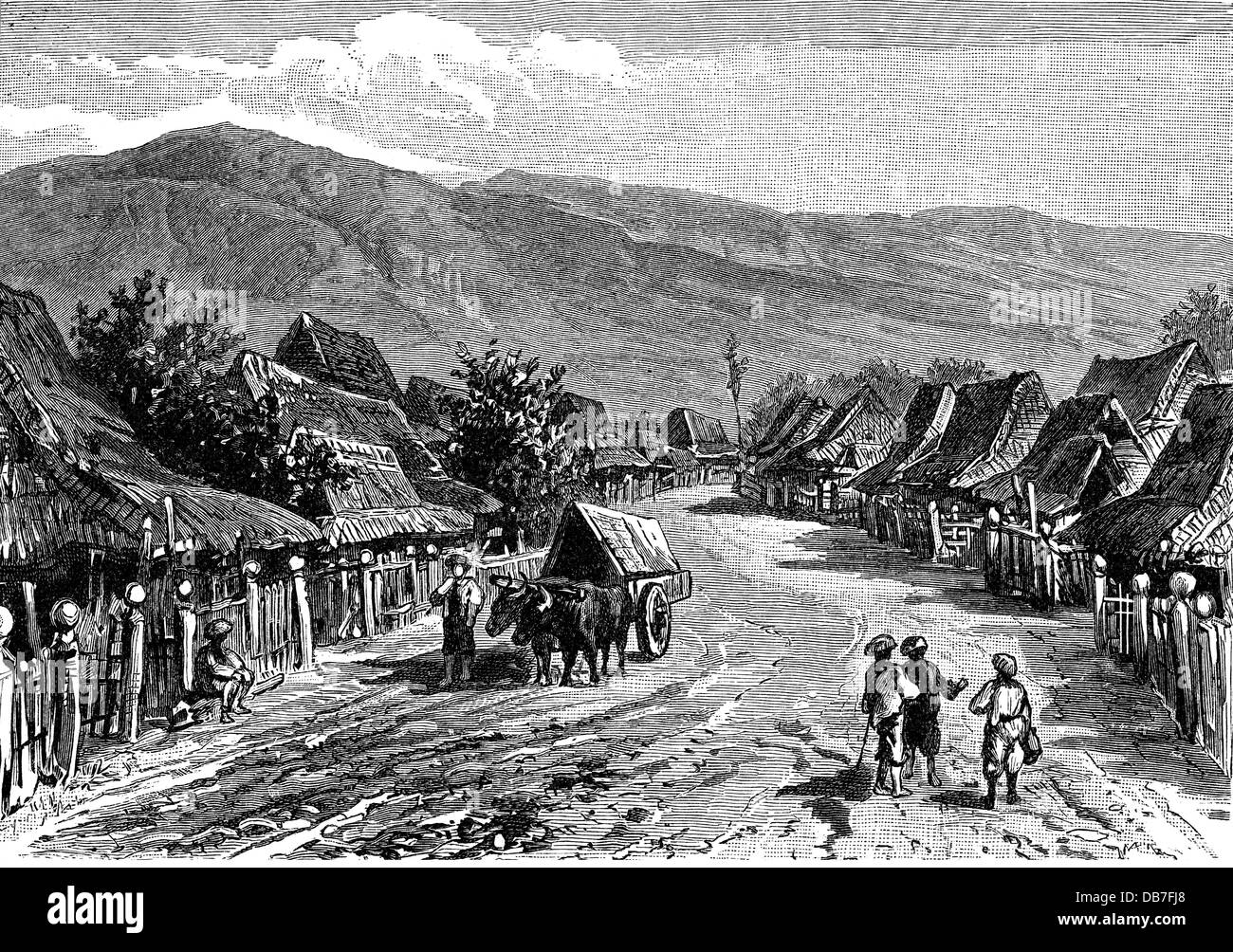 food, coffee, coffee plantation, Sri Lanka, wood engraving, by A