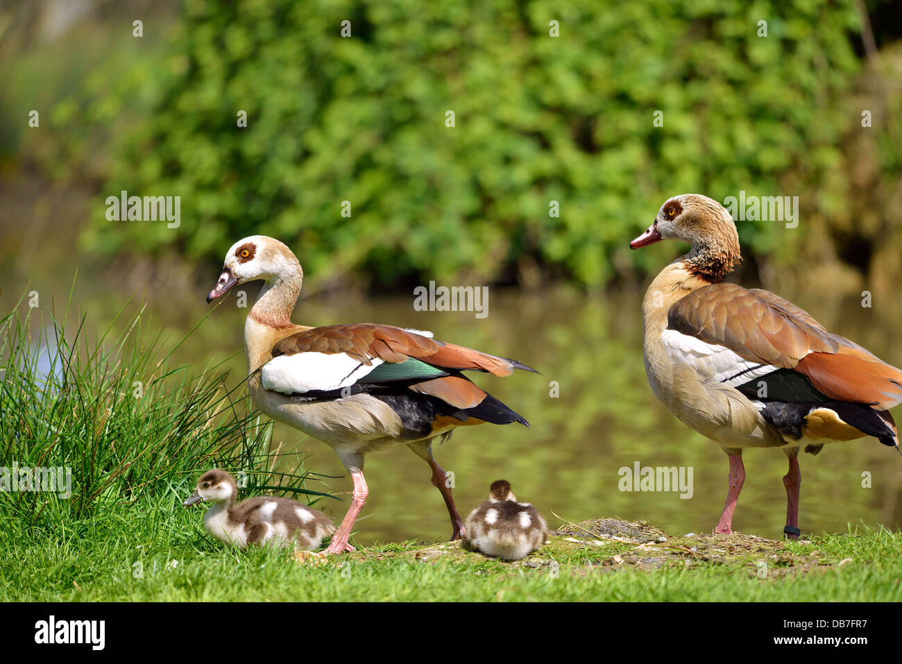 Couple of Egyptian Geese (Alopochen aegyptiacus) on grass with two chicks Stock Photo