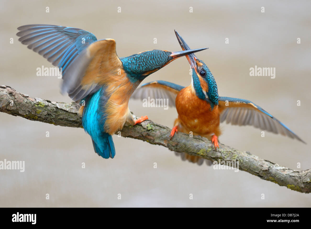Kingfishers (Alcedo atthis), two females fighting over breeding place Stock Photo