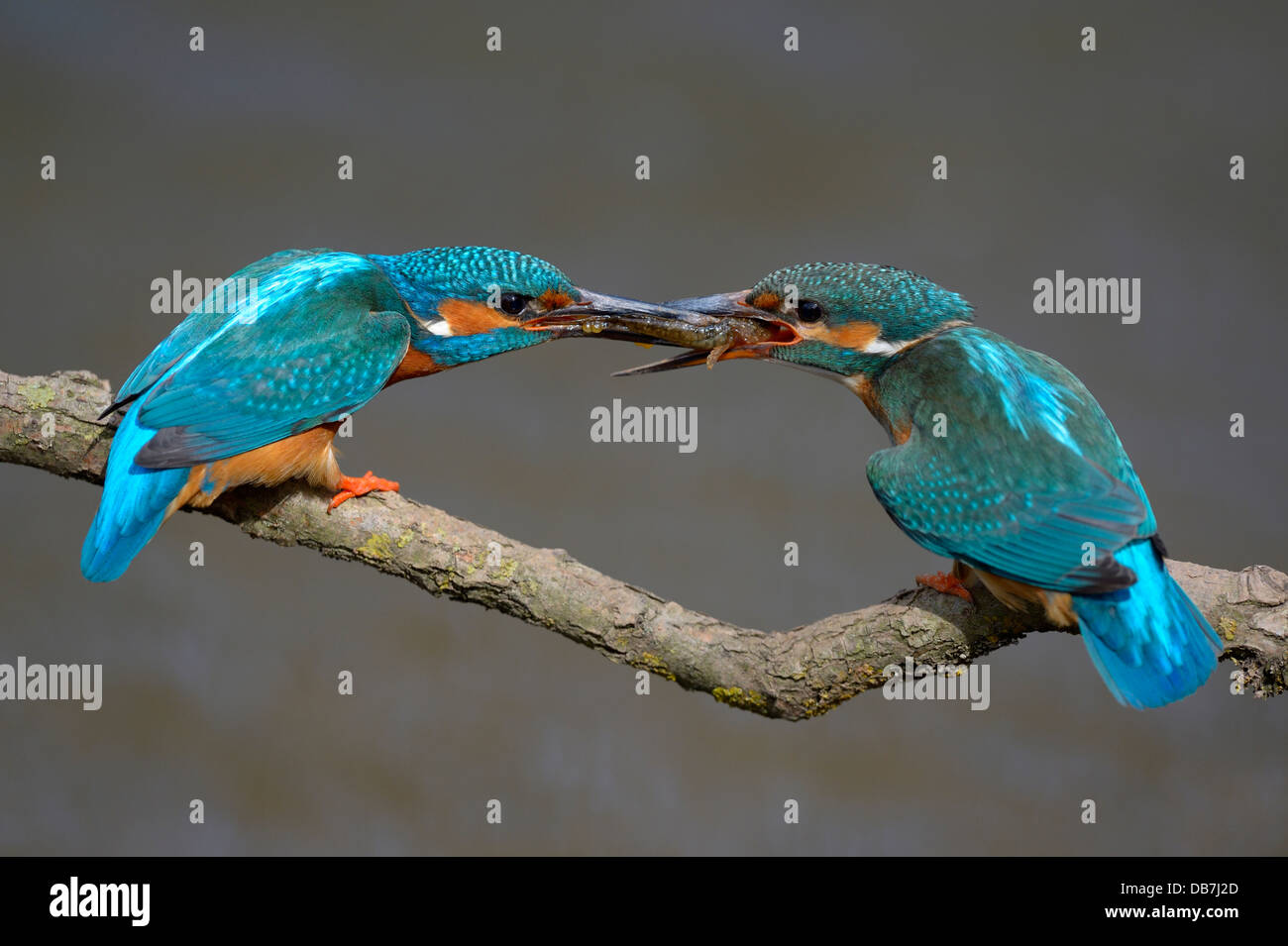 Kingfishers (Alcedo atthis), male passing little fish on to female, courtship feeding Stock Photo