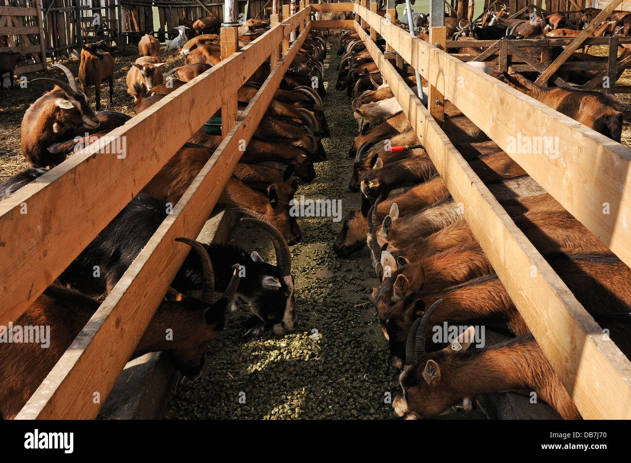 Dairy goats feeding in barn hires stock photography and images Alamy