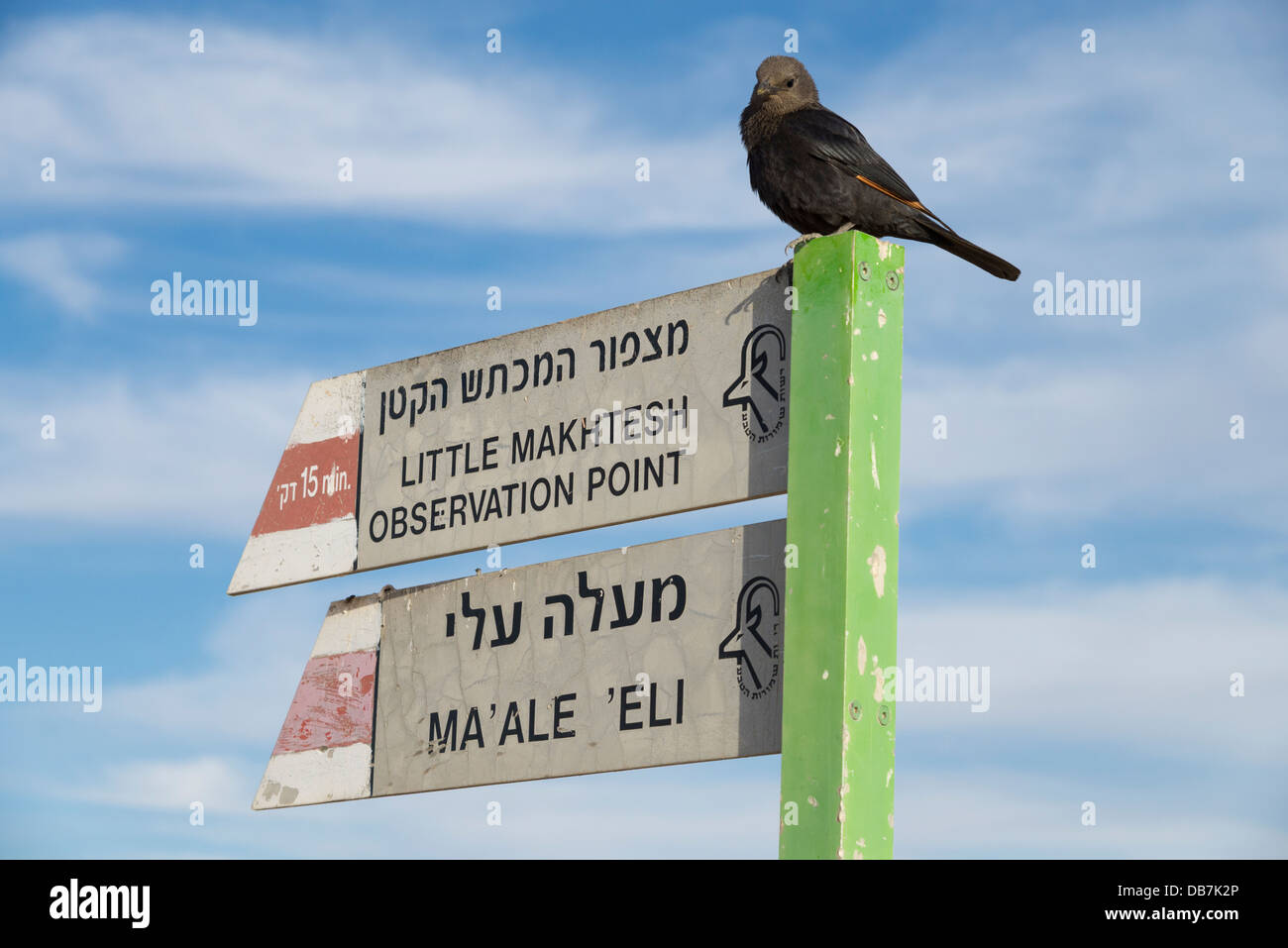 Bird perched on a hiking sign. Negev desert. Israel. Stock Photo