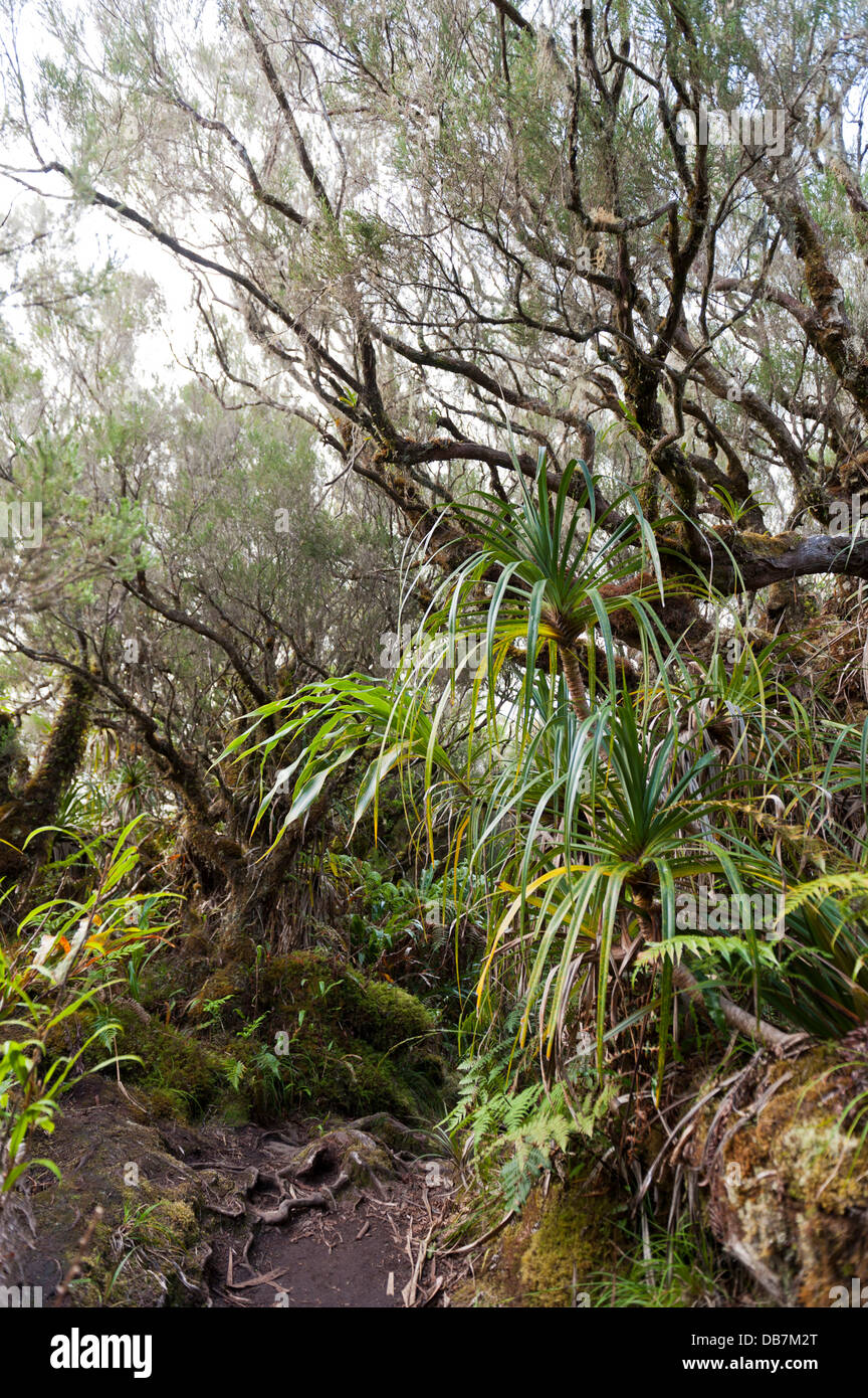 Tree in the tropical rainforest hi-res stock photography and images - Alamy