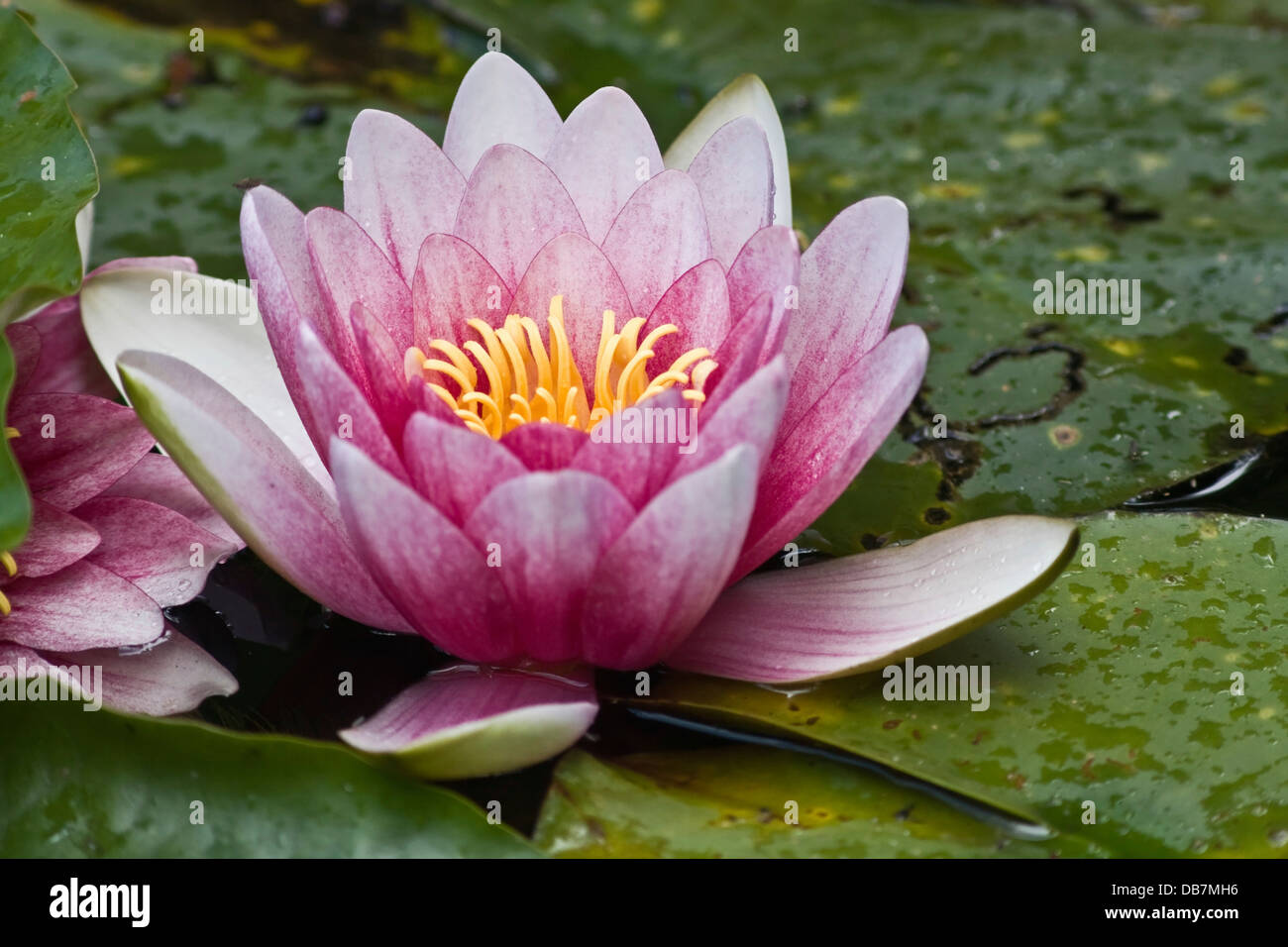 Water lily (Nymphaea sp.) Stock Photo