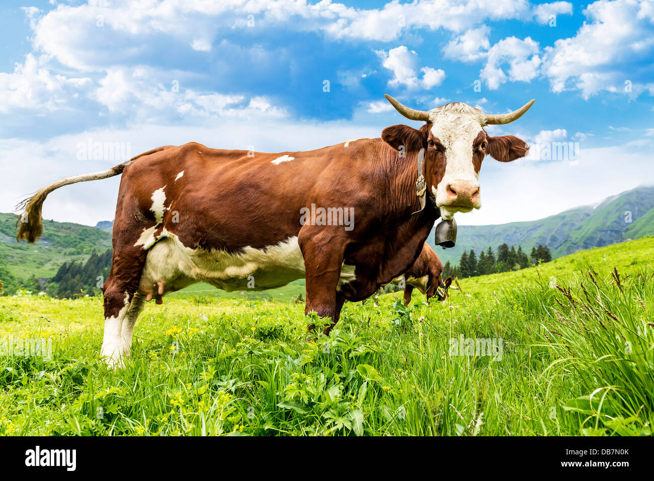 Cow, farm animal in the french alps, Abondance race cow, savy, beaufort sur Doron Stock Photo