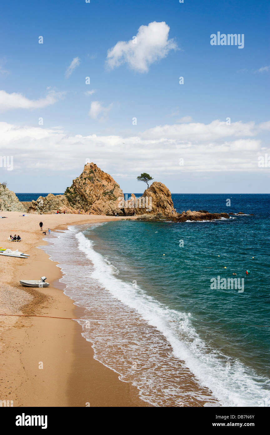 Tree rocks beach hi-res stock photography and images - Alamy