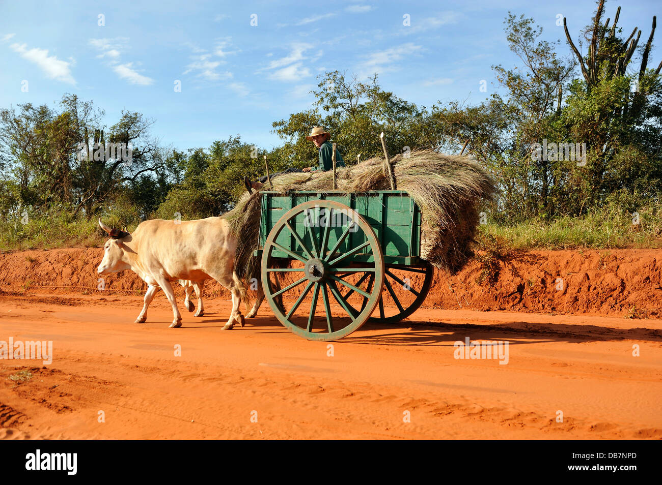 Person and oxcart hi-res stock photography and images - Alamy