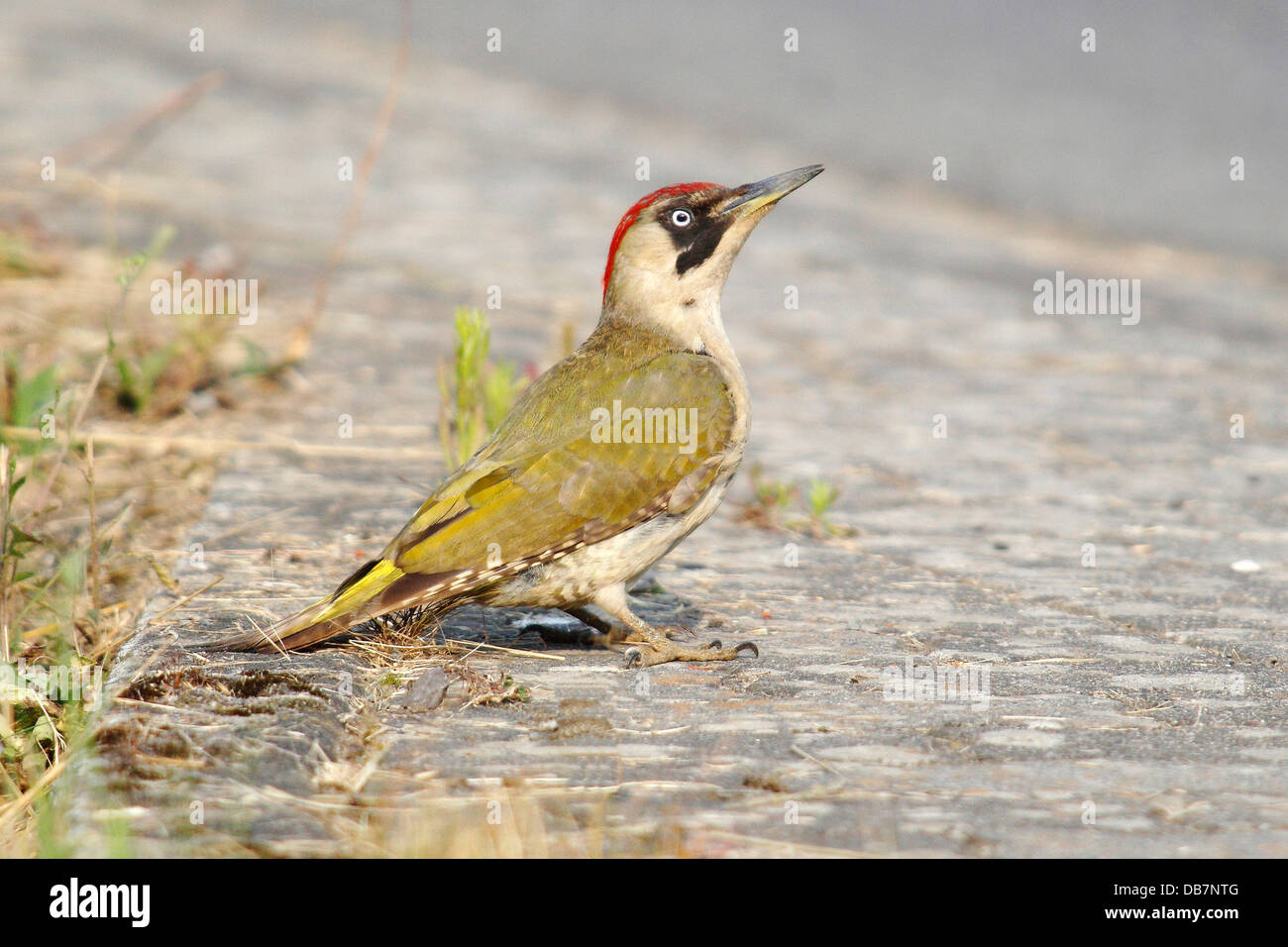 Green Woodpecker (Picus viridis), female foraging on the roadside Stock Photo