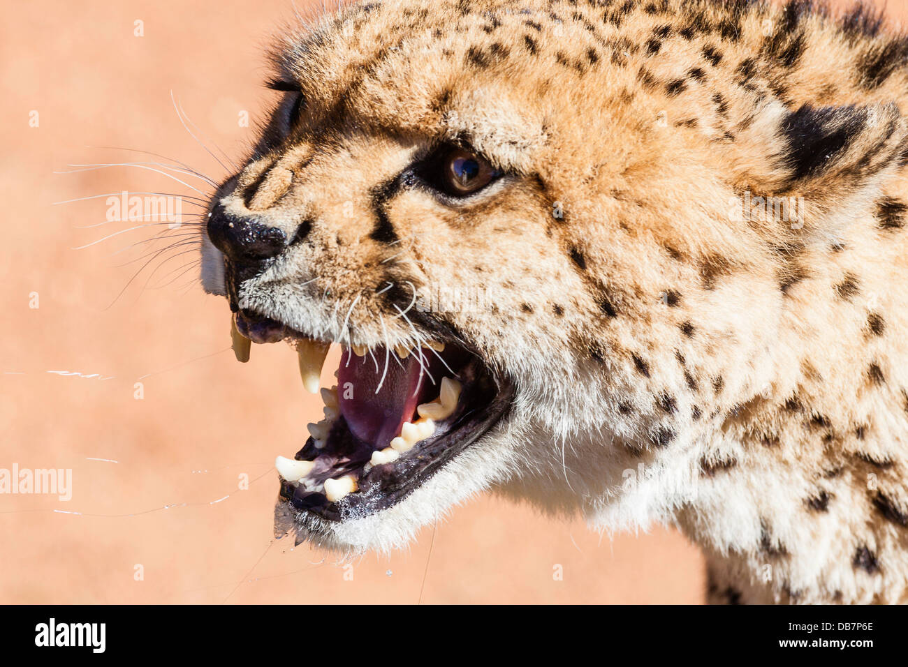 Snarling cheetah (Acinonyx jubatus) Stock Photo