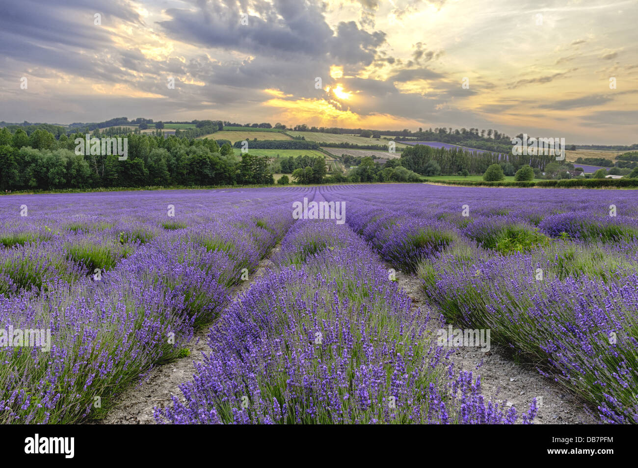 evening sunshine peeping through clouds over valley field of lavender flowers and landscape cumulus clouds before the storm Stock Photo