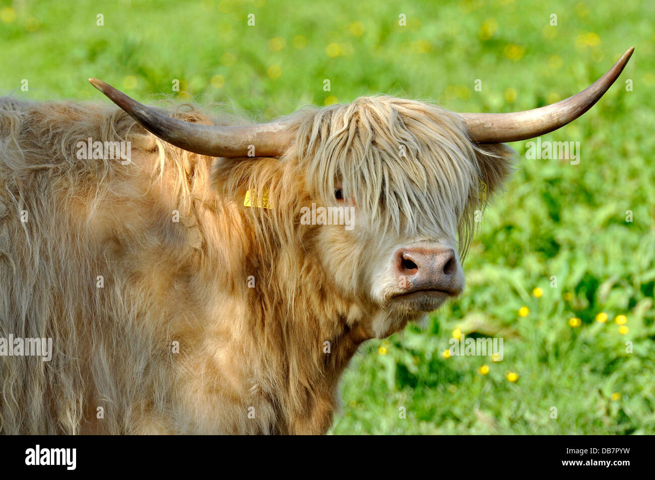 Scottish highland cattle head hires stock photography and images Alamy