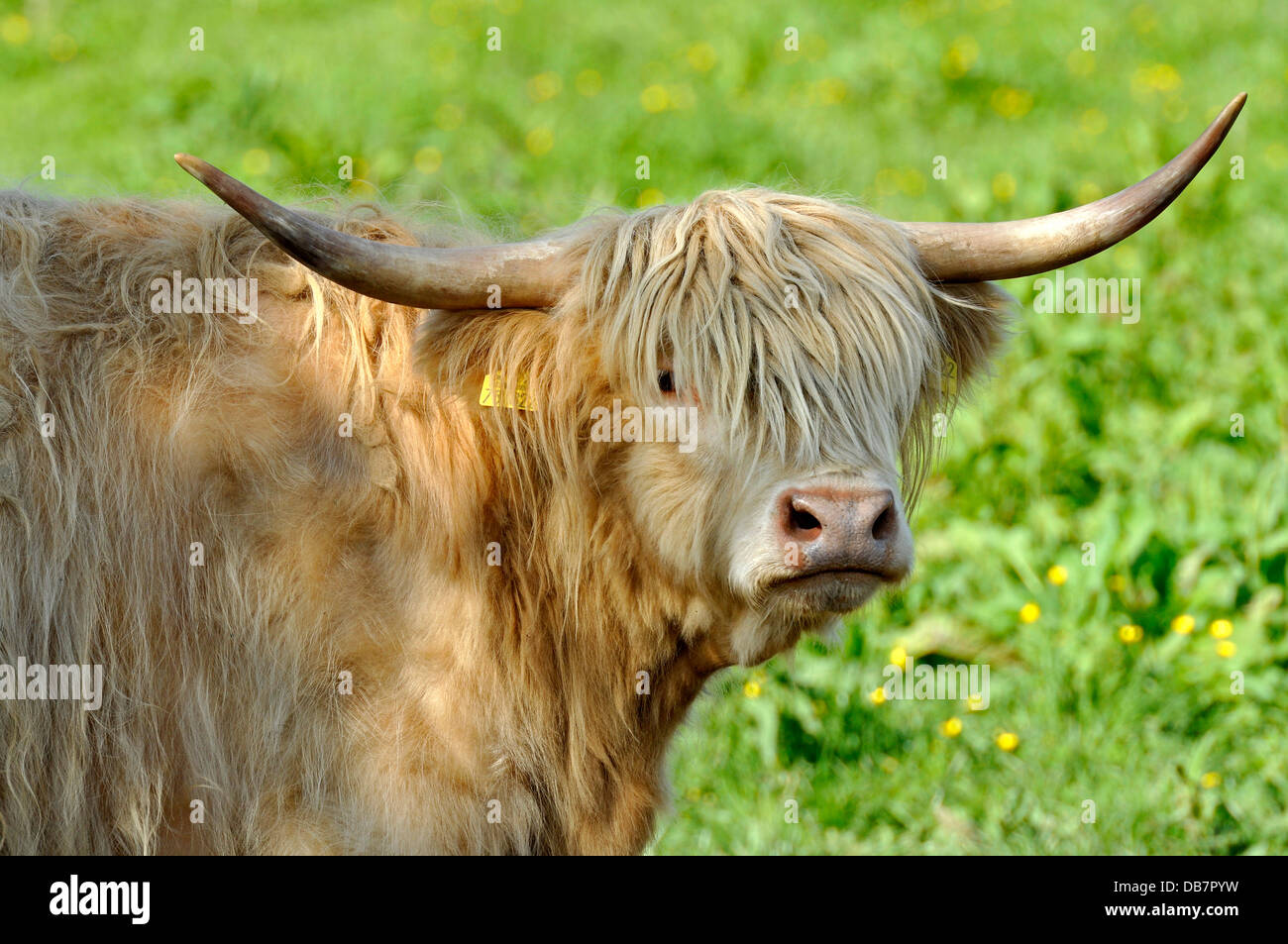 Scottish Highland Cattle or Kyloe (Bos primigenius f. taurus) in a meadow Stock Photo