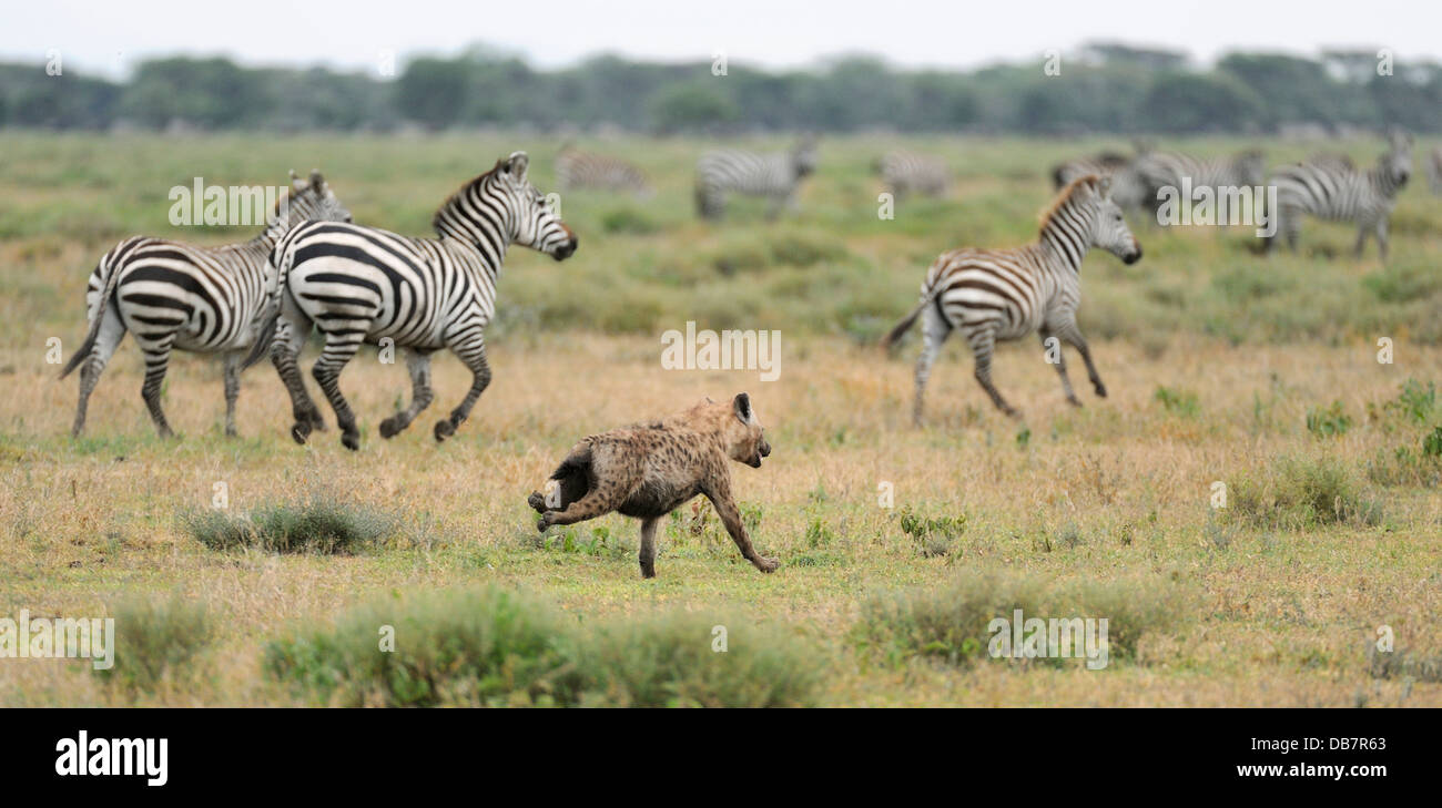 Running Spotted Hyena or Laughing Hyena (Crocuta crocuta) hunting zebras Stock Photo