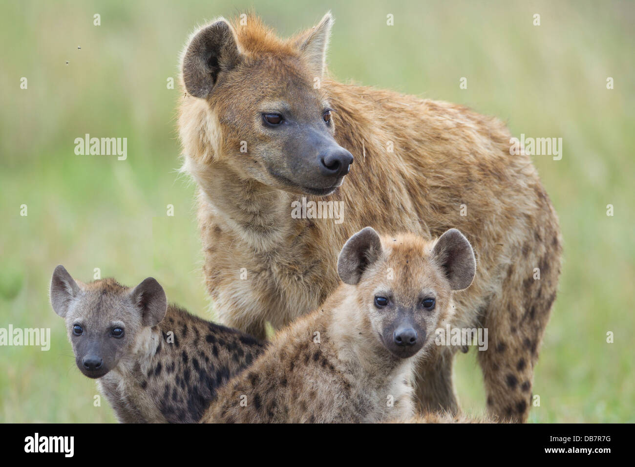 Spotted Hyena or Laughing Hyena (Crocuta crocuta) adult with cubs Stock Photo