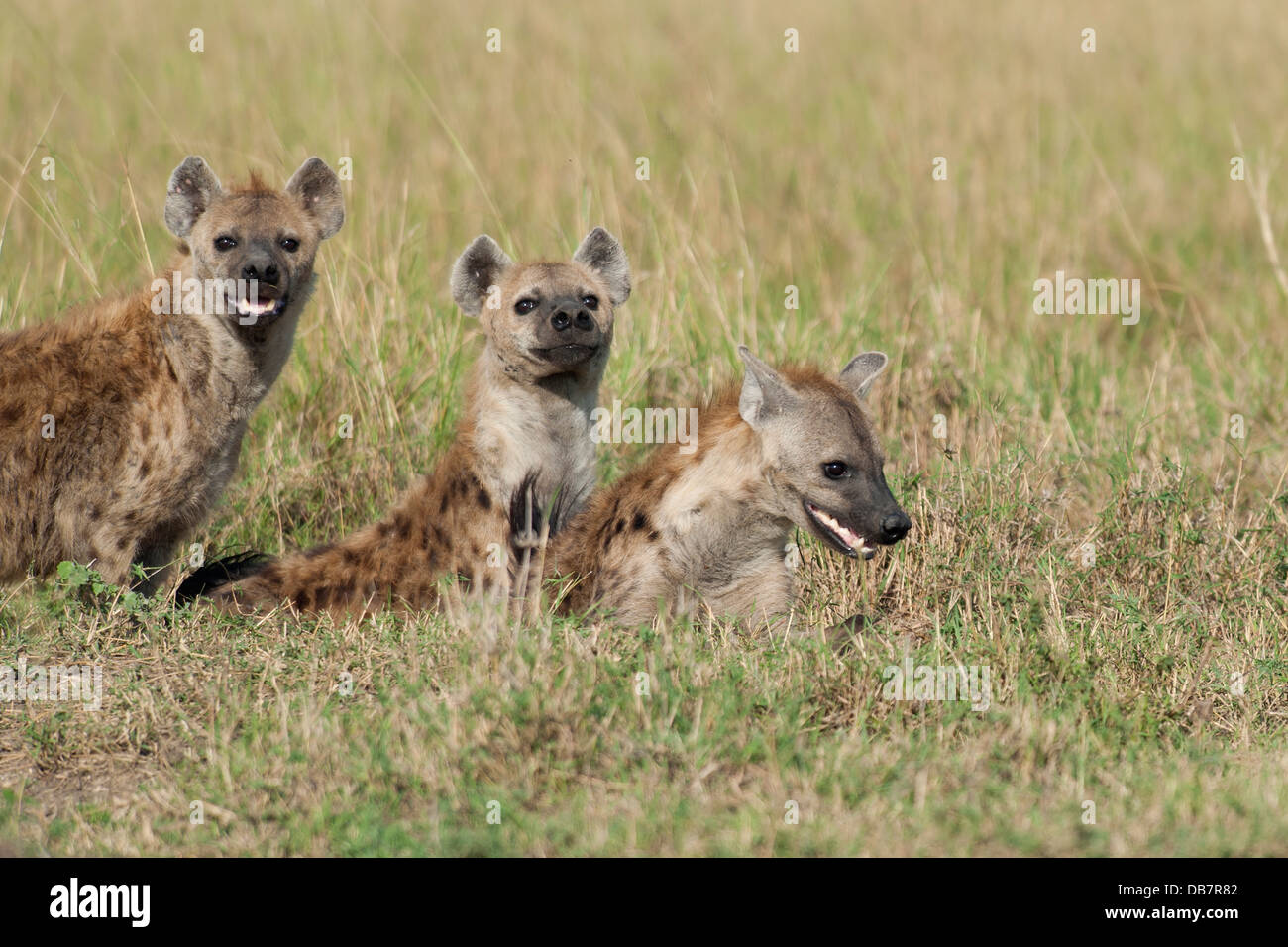 Three Spotted Hyenas or Laughing Hyenas (Crocuta crocuta) at ithe den Stock Photo