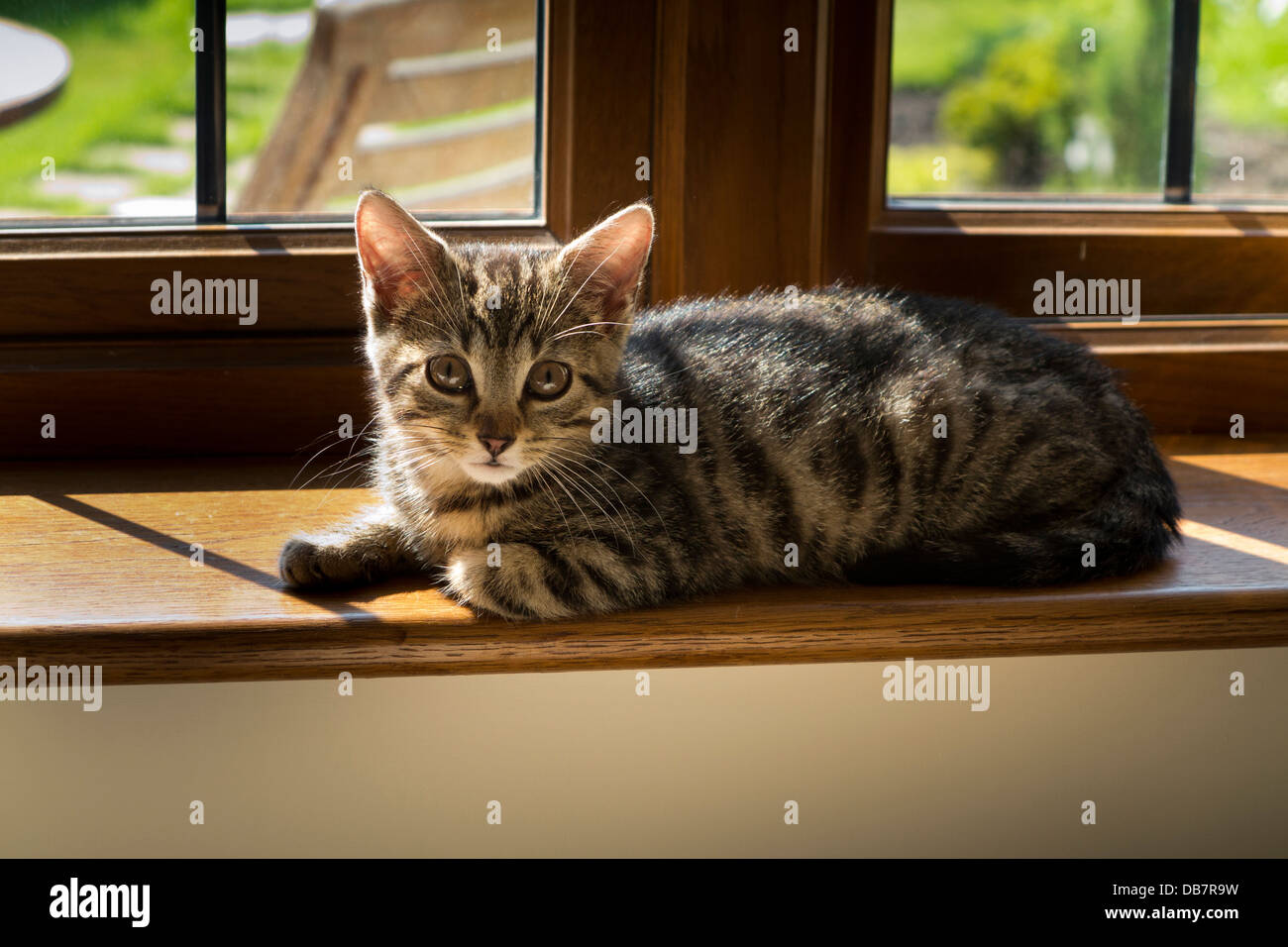 domestic pets, young tabby kitten relaxing in sunshine on window sill Stock Photo