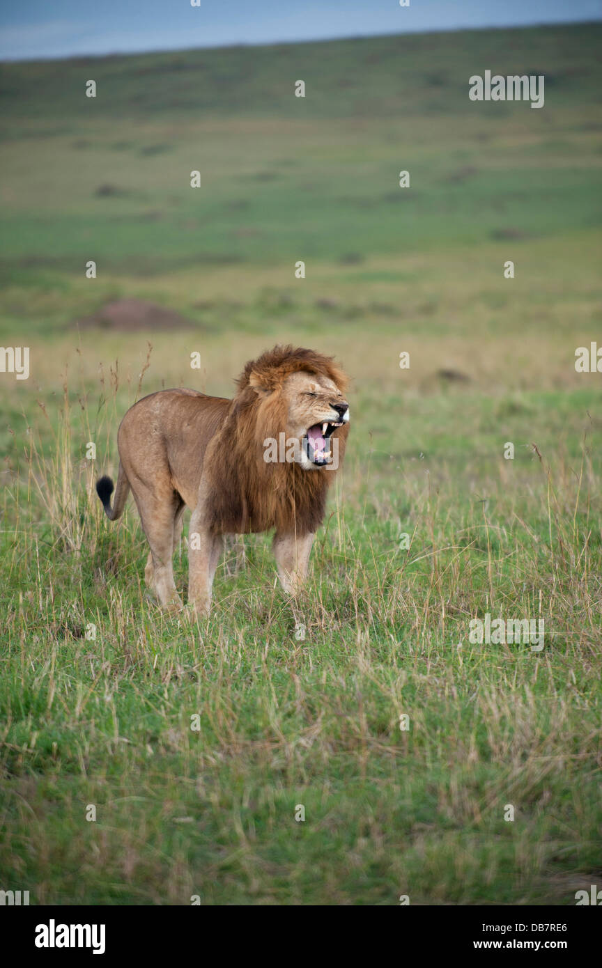 Lion (Panthera leo), male, with his mouth open Stock Photo