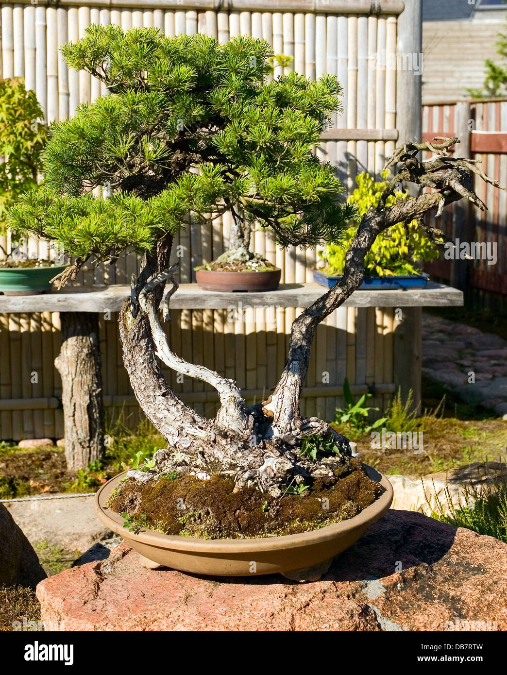 Bonsai in the pot is placed on garden of japanese Stock Photo