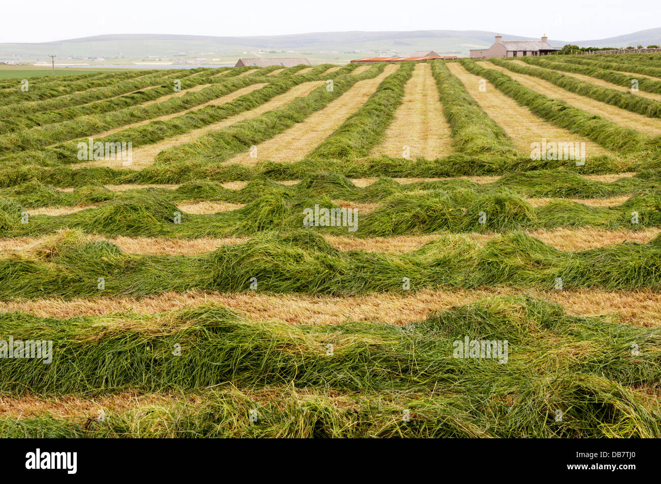 A forage crop of grass cut for silage. Stock Photo