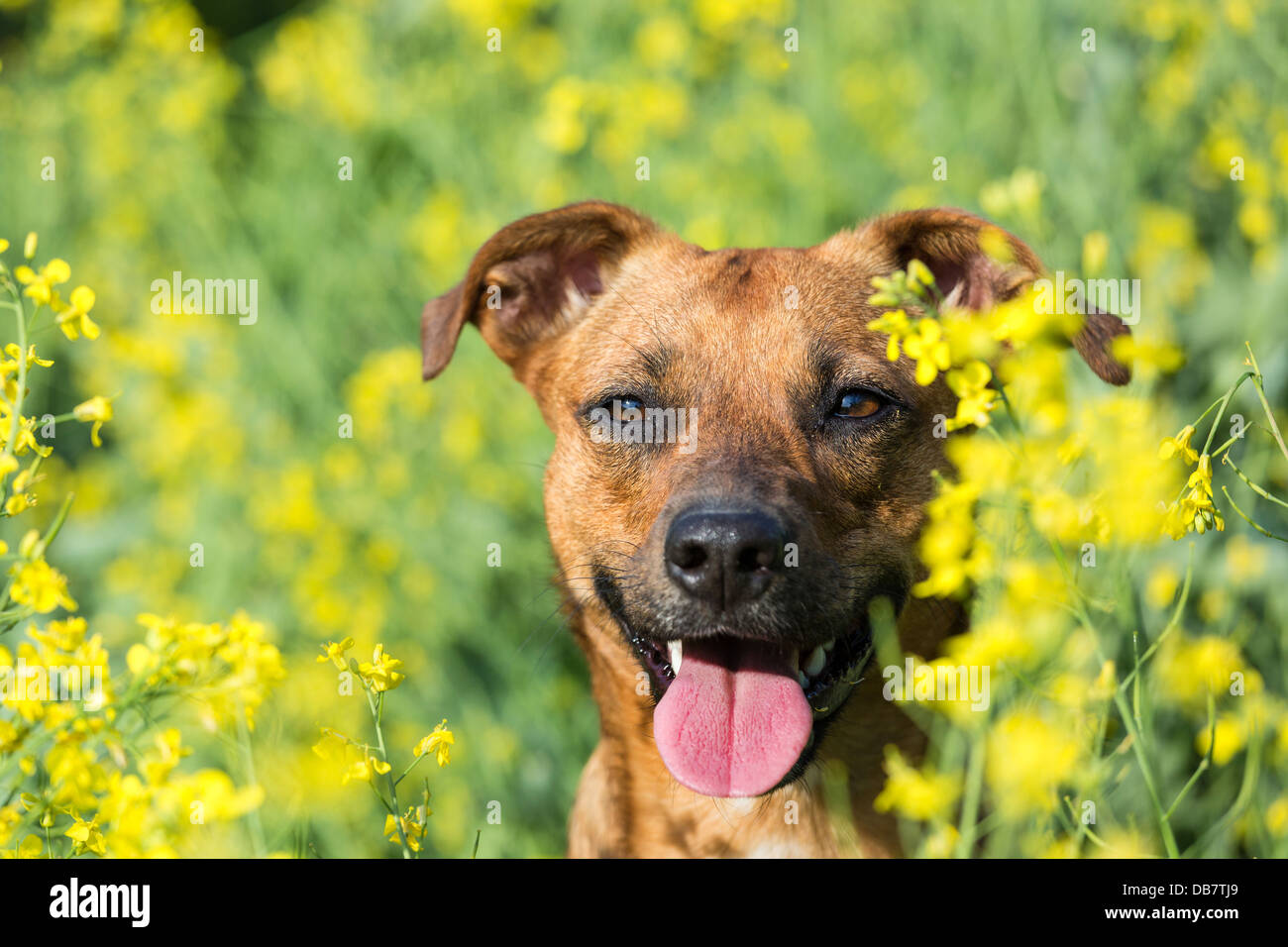 Small dog happy in the canola. Stock Photo