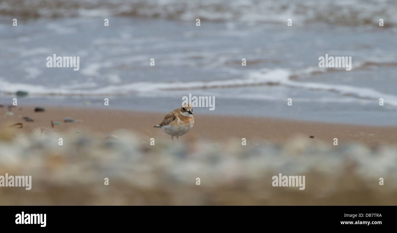 Greater Sand Plover Charadrius crassirostris stood on a pebble beach at waters edge with the waves behind mandria cyprus Stock Photo