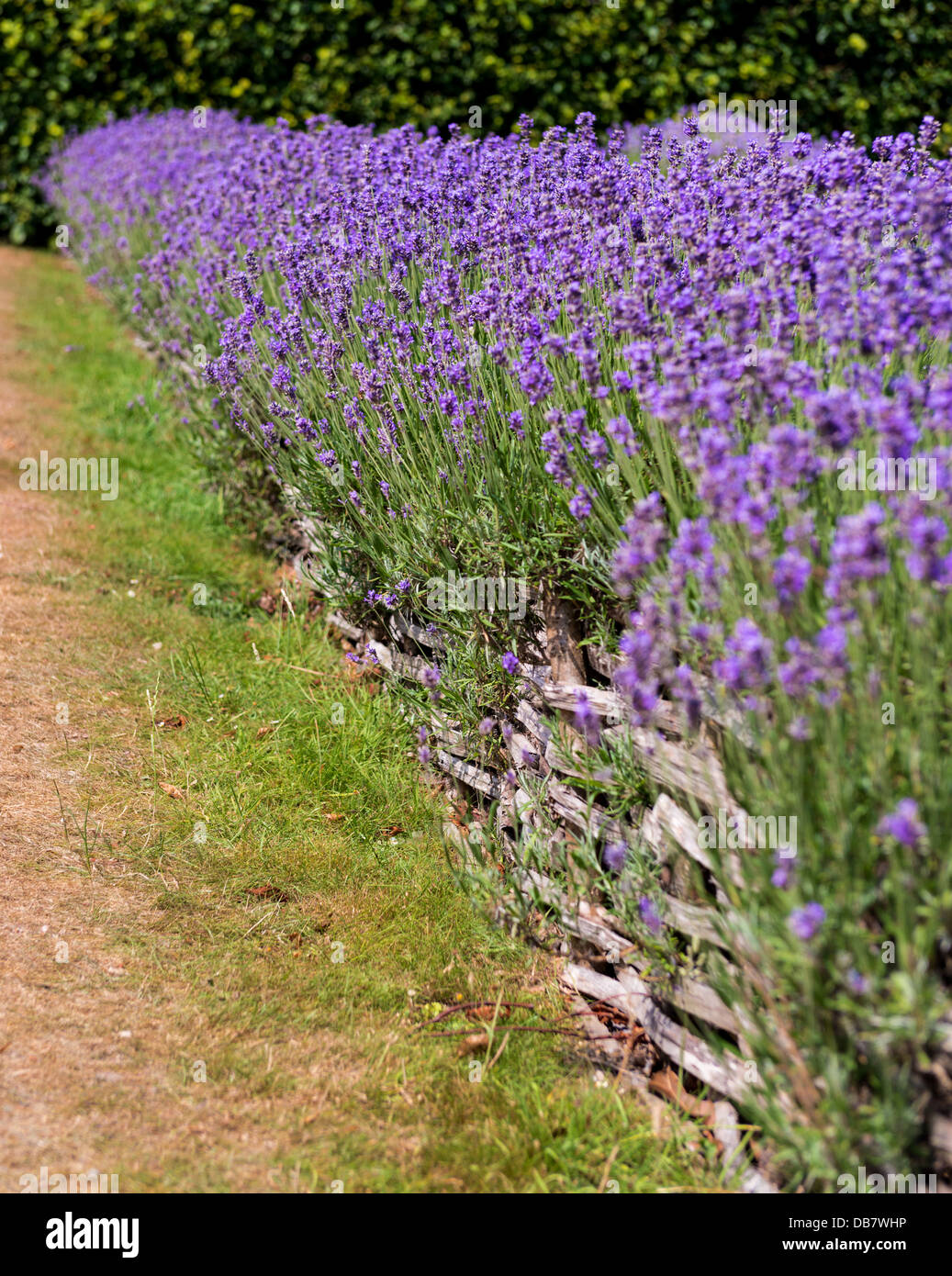 Lavender hedge fence hires stock photography and images Alamy