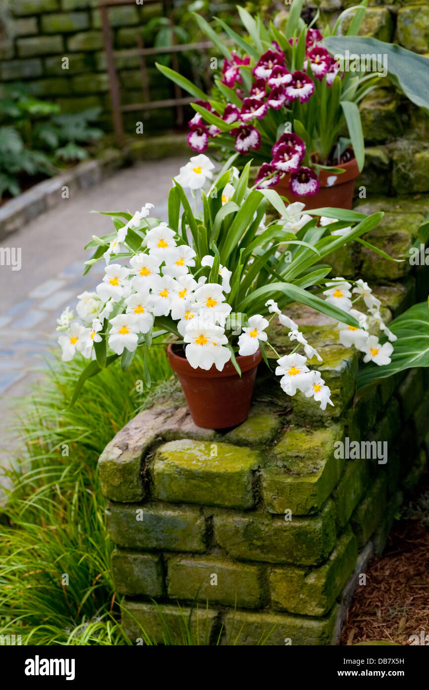 Pansy orchids or Miltonia hybrid orchids in an outdoor setting. Stock Photo