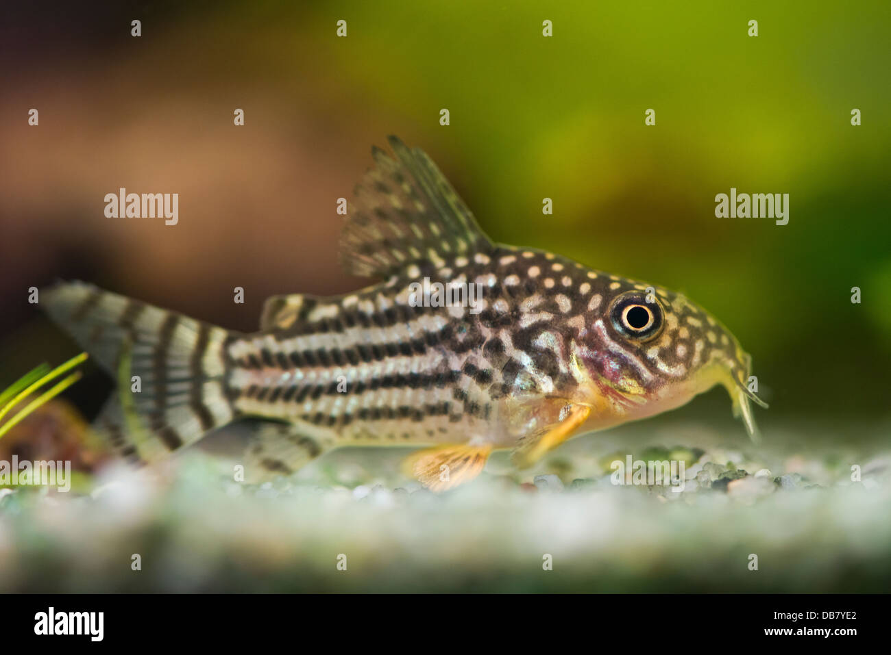 beautiful aquarium fish Corydoras sterbai Stock Photo
