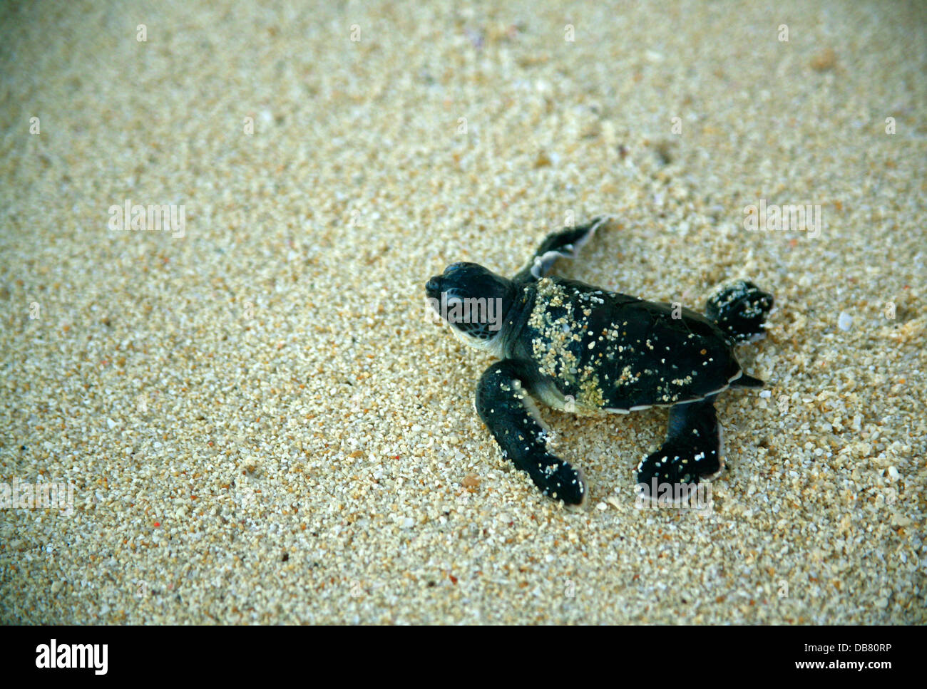 Marine Creatures - turtles hatchling green turtle make its way across ...