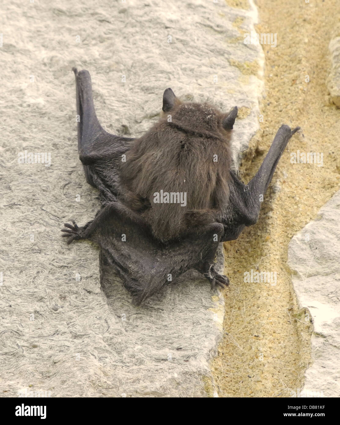 A young Common Pipistelle bat (Pipistrellus pipistrellus) climbing a wall back to the roost. Stock Photo