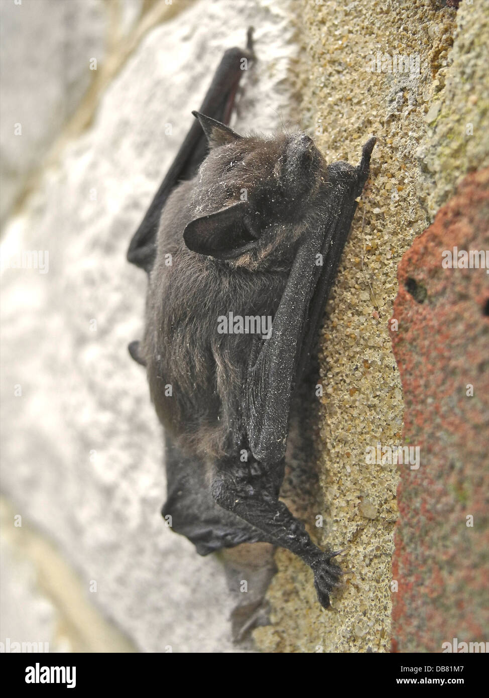 A young Common Pipistelle bat (Pipistrellus pipistrellus) climbing a wall back to the roost. Stock Photo