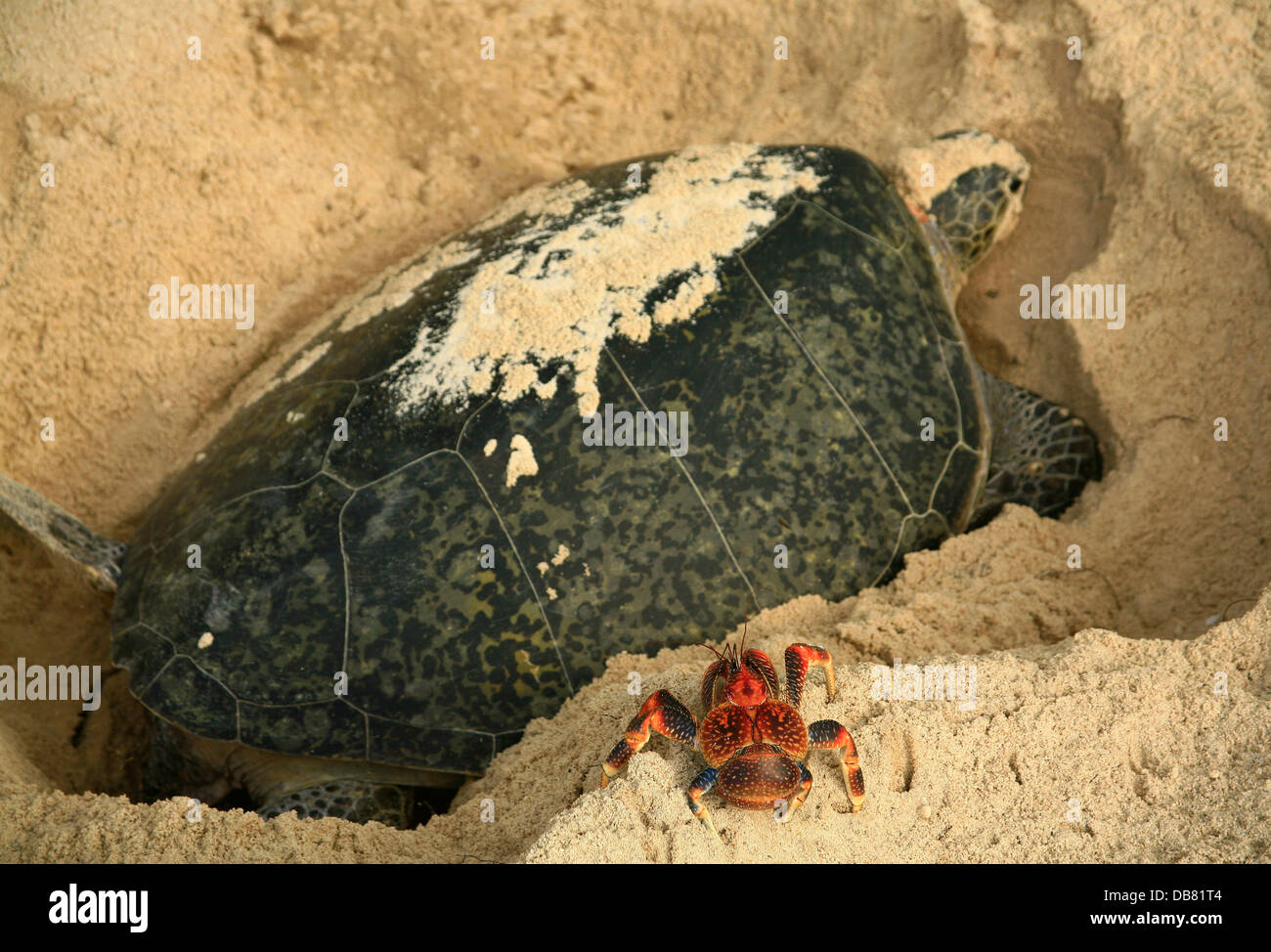 Wildlife green turtle lays eggs in sand while coconut crab watches tropical island natural