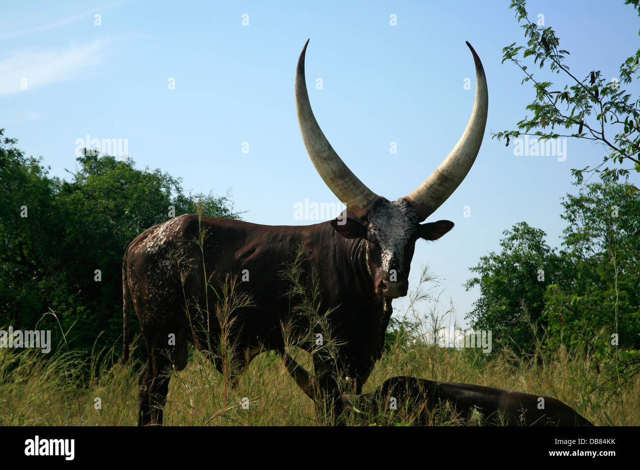 Ankole cow, Uganda Stock Photo Alamy