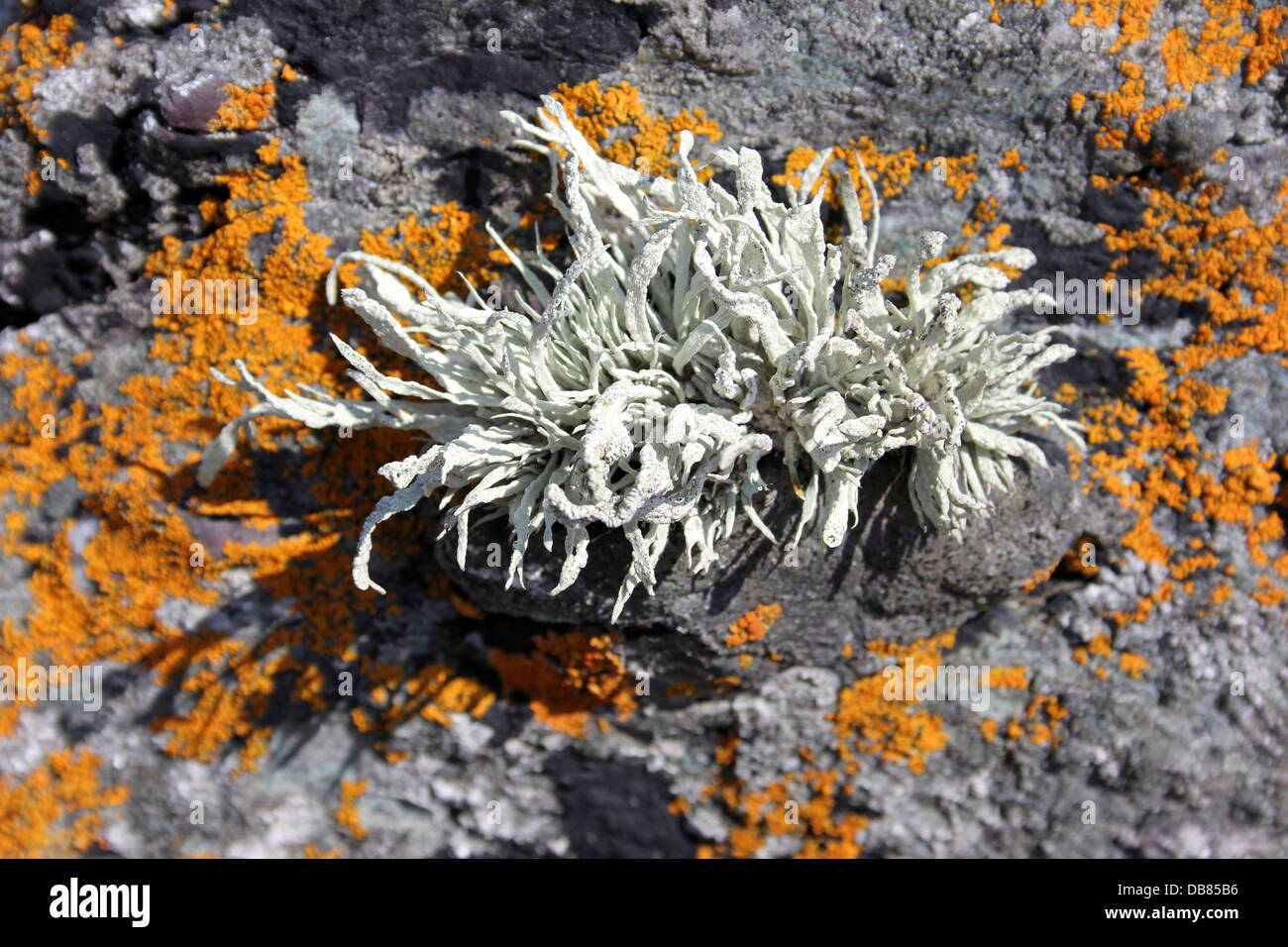 Sea Ivory Lichen Ramalina siliquosa Set Against Yellow Lichen Xanthoria parietina Stock Photo