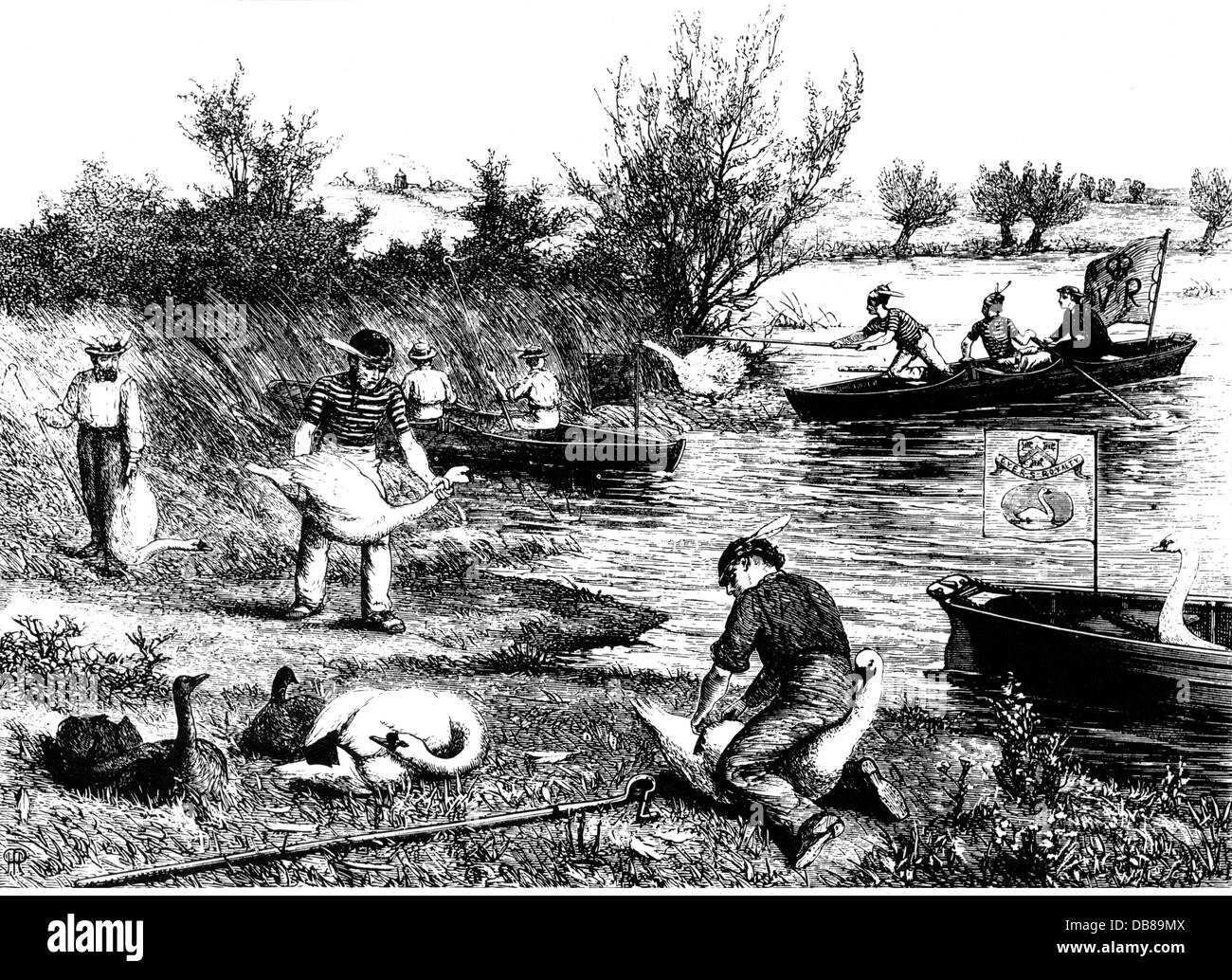 custom, Swan Upping on the Thames, wood engraving, 'Illustrated Sporting and Dramatic News', 1875, Additional-Rights-Clearences-Not Available Stock Photo