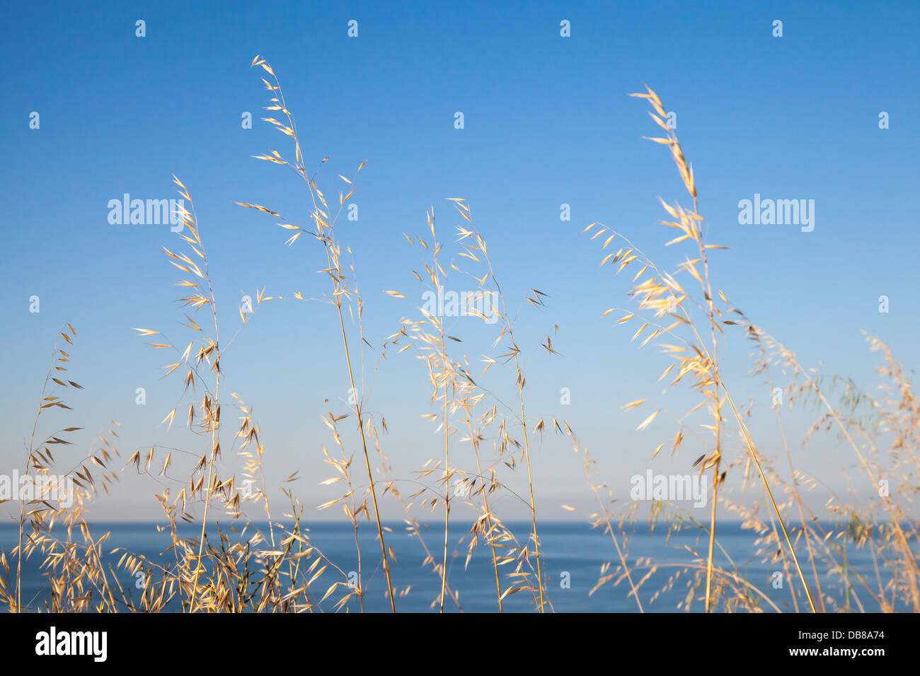 Wild dry coastal grass above blue sky and sea. Macro photo with selective focus Stock Photo