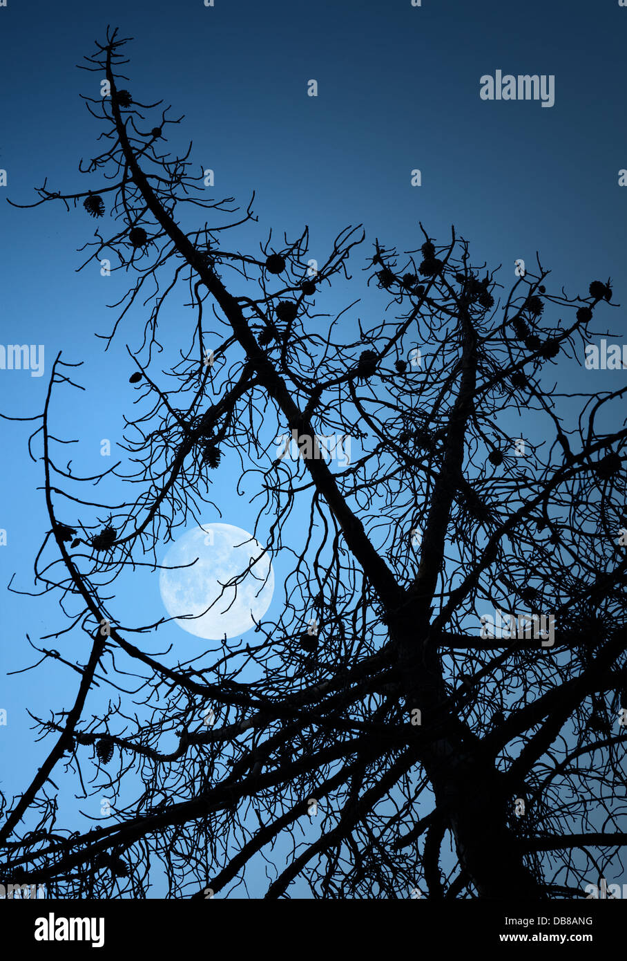 Dry dead pine tree silhouette and full Moon above deep blue sky Stock Photo