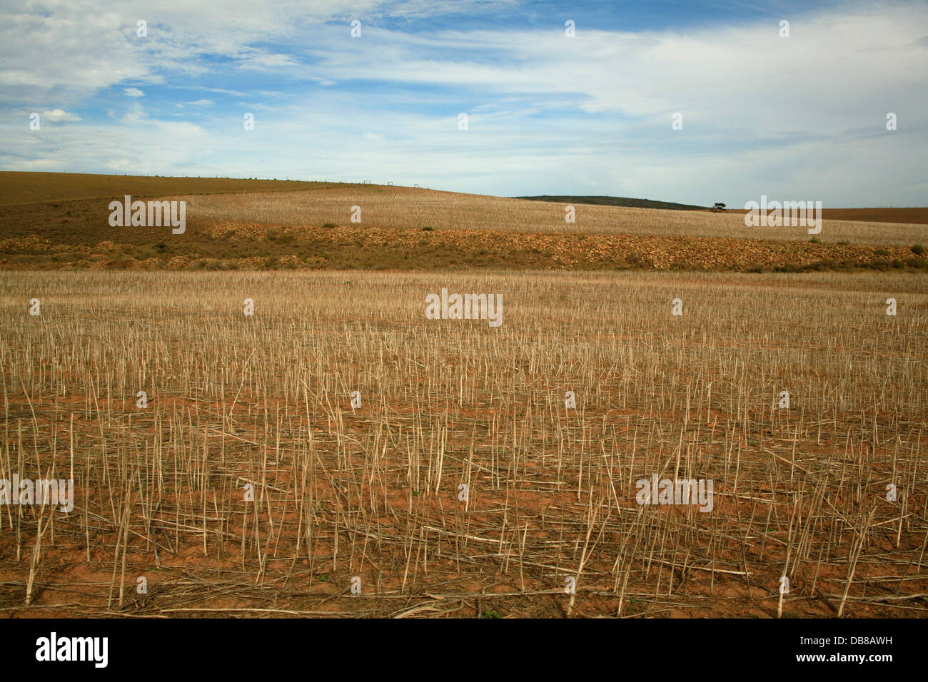 wheat field in Overberg, South Africa, Stock Photo