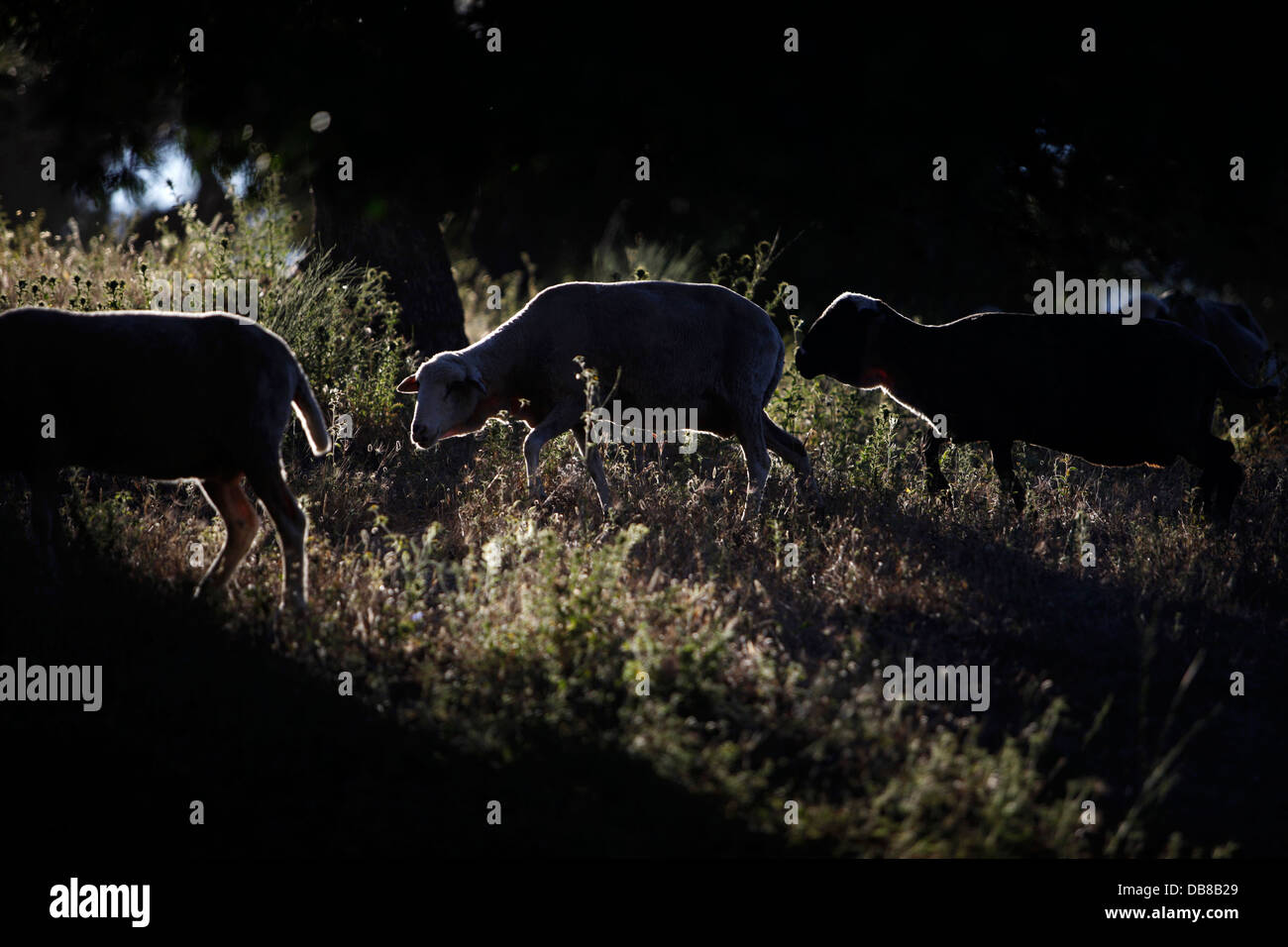 Sheep Walk In Los Tamayos Organic Farm In Prado Del Rey Cadiz 
